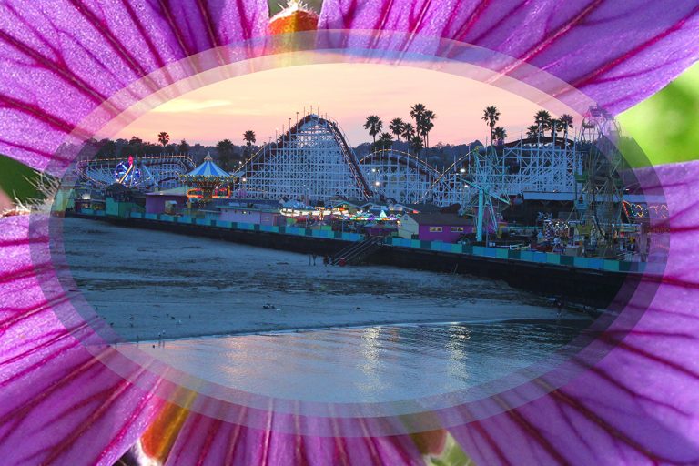 giant dipper framed by purple flower